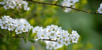 Ile kosztuje kolejka gondolowa na Śnieżkę?